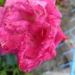 Casa Franca - In The Countryside With Garden Uscio