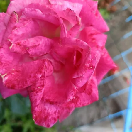 Casa Franca - In The Countryside With Garden Uscio